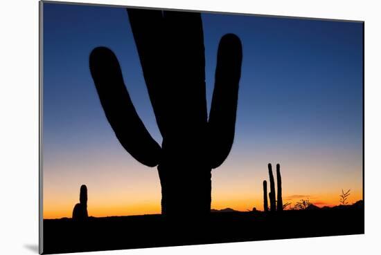 Clear Saguaro Sunset I-Larry Malvin-Mounted Photographic Print