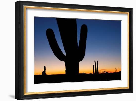 Clear Saguaro Sunset I-Larry Malvin-Framed Photographic Print