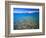 Clear Water of Bear Lake, Near Rendezvous Beach, Utah, USA-Scott T. Smith-Framed Photographic Print