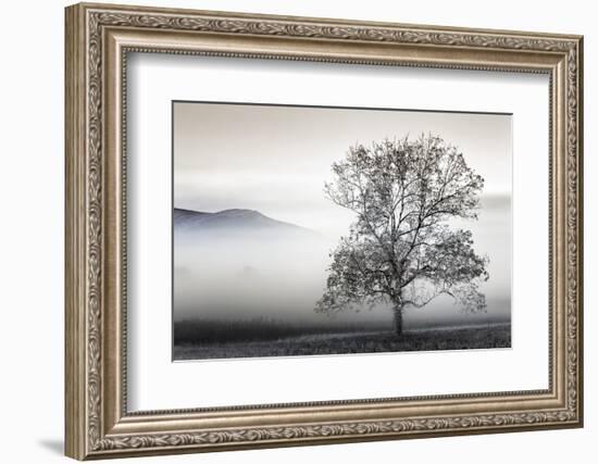 Clearing Fog-Danita Delimont-Framed Photo