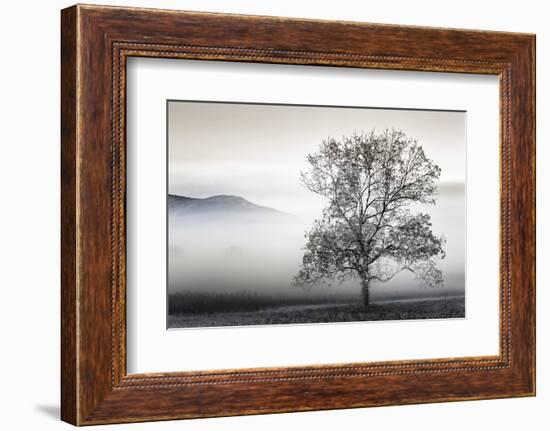 Clearing Fog-Danita Delimont-Framed Photo