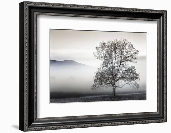 Clearing Fog-Danita Delimont-Framed Photo