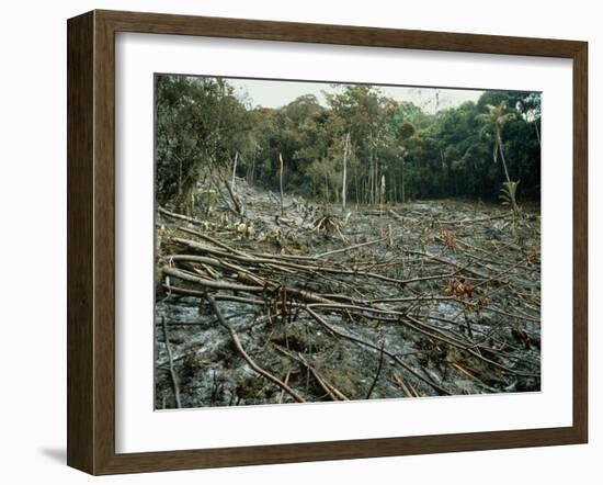 Clearing of the Rainforest (deforestation)-Dr. Morley Read-Framed Photographic Print