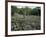 Clearing of the Rainforest (deforestation)-Dr. Morley Read-Framed Photographic Print