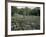 Clearing of the Rainforest (deforestation)-Dr. Morley Read-Framed Photographic Print