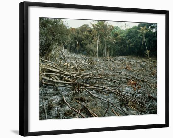 Clearing of the Rainforest (deforestation)-Dr. Morley Read-Framed Photographic Print