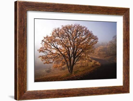 Clearing-David Winston-Framed Art Print