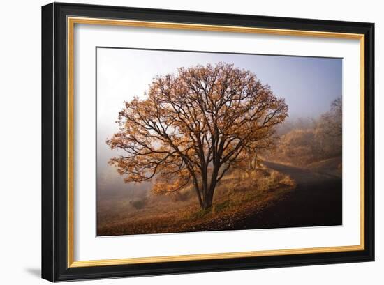 Clearing-David Winston-Framed Art Print