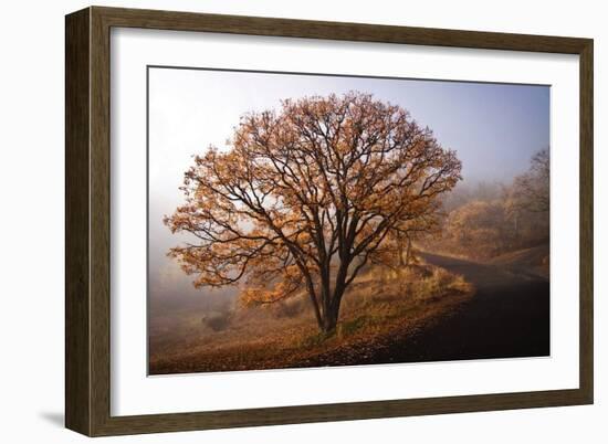 Clearing-David Winston-Framed Art Print