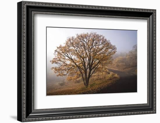 Clearing-David Lorenz Winston-Framed Art Print