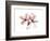 Clemantis Joy-Albert Koetsier-Framed Premium Giclee Print