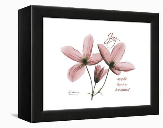 Clemantis Joy-Albert Koetsier-Framed Stretched Canvas