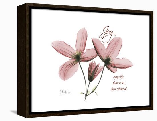 Clemantis Joy-Albert Koetsier-Framed Stretched Canvas