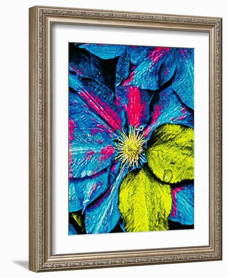 Clematis Abstract-Heidi Bannon-Framed Photo