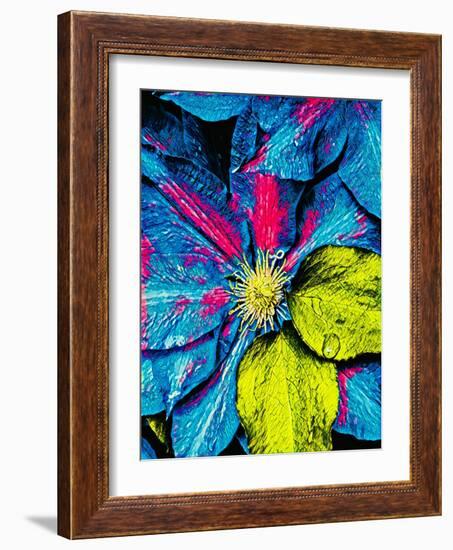 Clematis Abstract-Heidi Bannon-Framed Photo