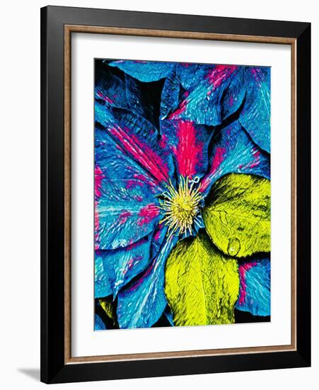 Clematis Abstract-Heidi Bannon-Framed Photo