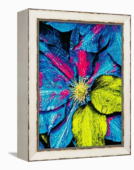 Clematis Abstract-Heidi Bannon-Framed Stretched Canvas