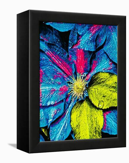 Clematis Abstract-Heidi Bannon-Framed Stretched Canvas