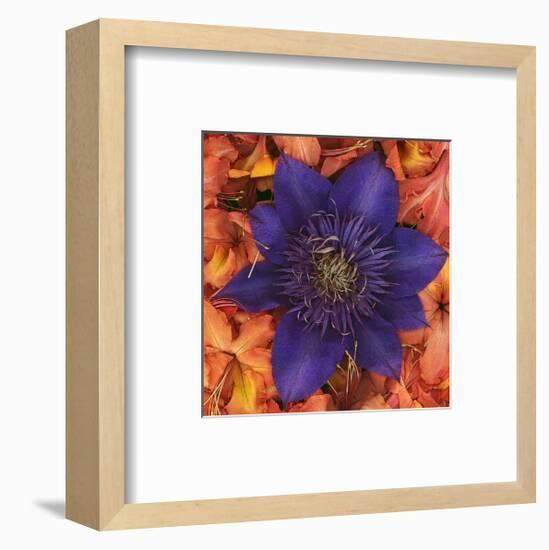 Clematis and Azeleas-null-Framed Art Print