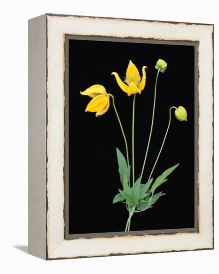 Clematis 'Bill McKenzie' Flowers in Bloom-Clay Perry-Framed Premier Image Canvas