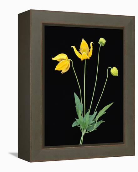 Clematis 'Bill McKenzie' Flowers in Bloom-Clay Perry-Framed Premier Image Canvas