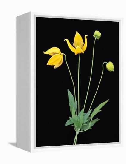 Clematis 'Bill McKenzie' Flowers in Bloom-Clay Perry-Framed Premier Image Canvas