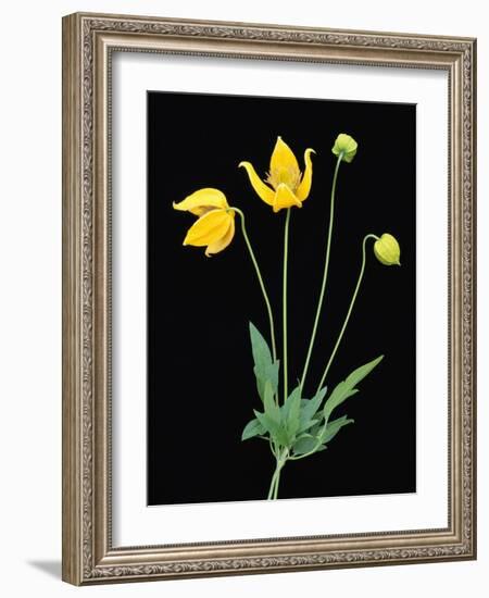 Clematis 'Bill McKenzie' Flowers in Bloom-Clay Perry-Framed Photographic Print