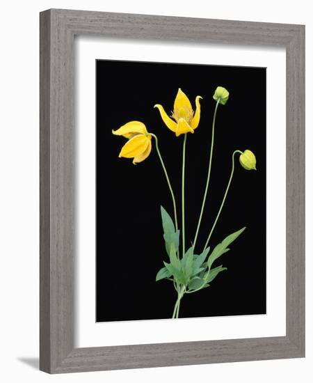 Clematis 'Bill McKenzie' Flowers in Bloom-Clay Perry-Framed Photographic Print