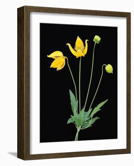 Clematis 'Bill McKenzie' Flowers in Bloom-Clay Perry-Framed Photographic Print