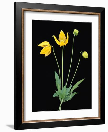 Clematis 'Bill McKenzie' Flowers in Bloom-Clay Perry-Framed Photographic Print