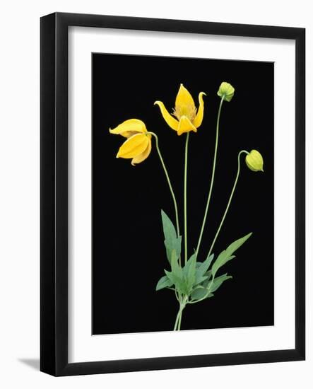 Clematis 'Bill McKenzie' Flowers in Bloom-Clay Perry-Framed Photographic Print