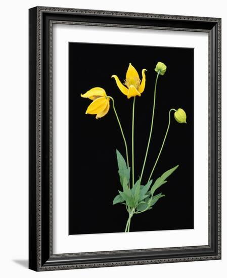 Clematis 'Bill McKenzie' Flowers in Bloom-Clay Perry-Framed Photographic Print