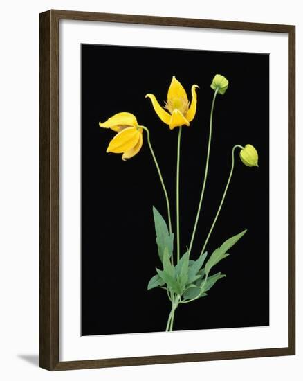 Clematis 'Bill McKenzie' Flowers in Bloom-Clay Perry-Framed Photographic Print