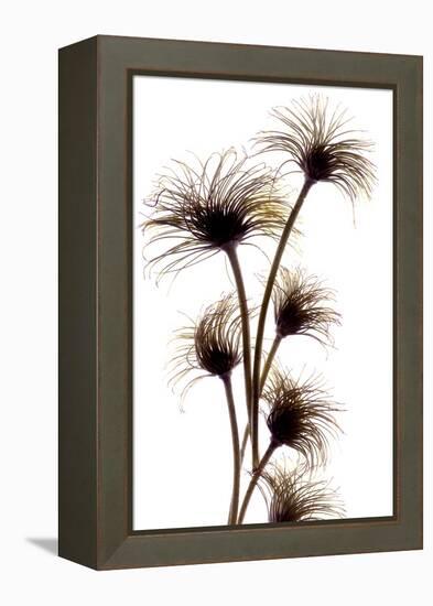 Clematis Buds, 2010-Julia McLemore-Framed Premier Image Canvas