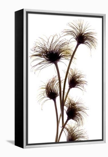 Clematis Buds, 2010-Julia McLemore-Framed Premier Image Canvas