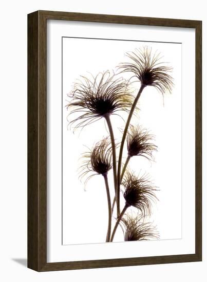 Clematis Buds, 2010-Julia McLemore-Framed Photographic Print