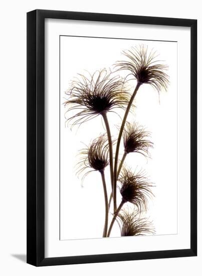 Clematis Buds, 2010-Julia McLemore-Framed Photographic Print