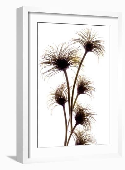 Clematis Buds, 2010-Julia McLemore-Framed Photographic Print