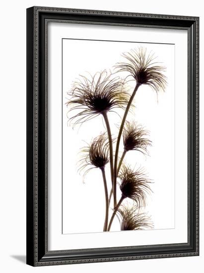 Clematis Buds, 2010-Julia McLemore-Framed Photographic Print