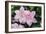 Clematis 'Carloline'-Dr. Keith Wheeler-Framed Photographic Print