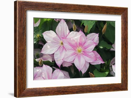 Clematis 'Carloline'-Dr. Keith Wheeler-Framed Photographic Print