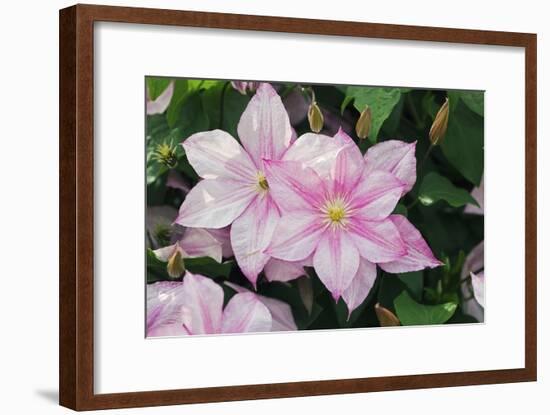 Clematis 'Carloline'-Dr. Keith Wheeler-Framed Photographic Print