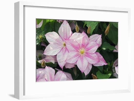 Clematis 'Carloline'-Dr. Keith Wheeler-Framed Photographic Print