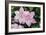 Clematis 'Carloline'-Dr. Keith Wheeler-Framed Photographic Print