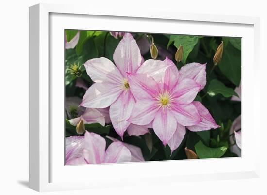 Clematis 'Carloline'-Dr. Keith Wheeler-Framed Photographic Print