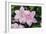 Clematis 'Carloline'-Dr. Keith Wheeler-Framed Photographic Print