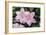 Clematis 'Carloline'-Dr. Keith Wheeler-Framed Photographic Print