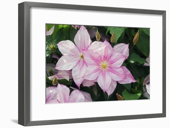 Clematis 'Carloline'-Dr. Keith Wheeler-Framed Photographic Print