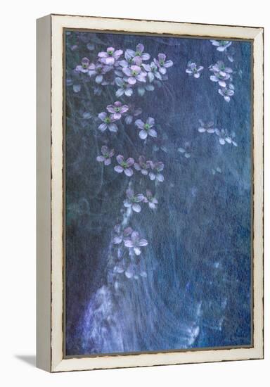 Clematis Cascade-Doug Chinnery-Framed Premier Image Canvas