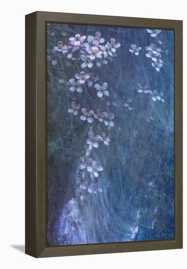 Clematis Cascade-Doug Chinnery-Framed Premier Image Canvas